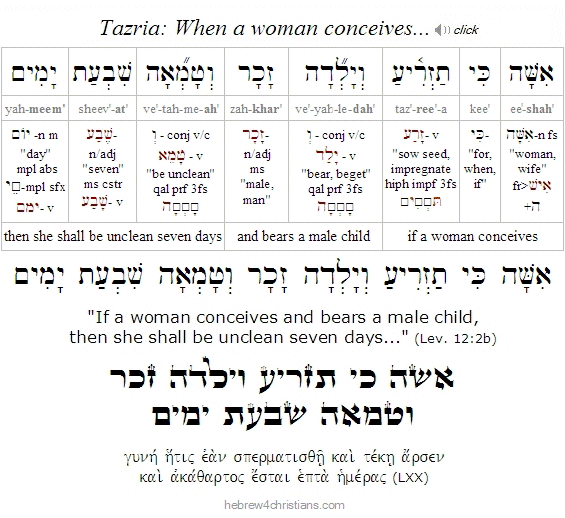 Lev. 12:2 Tazria Hebrew Analysis