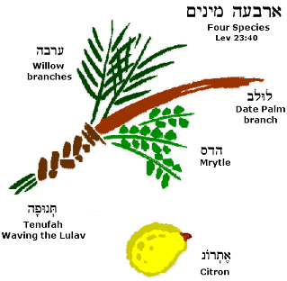 Four Species Lulav 