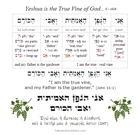 John 15:1 Hebrew lesson